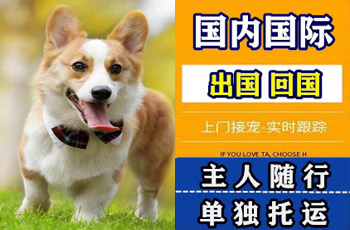 岳阳市宠物托运公司岳阳市宠物托运公司岳阳市宠物托运公司