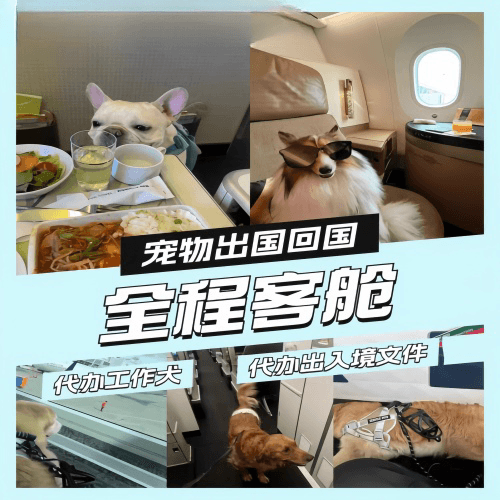 岳阳市宠物托运到白俄罗斯宠物入境规定和要求